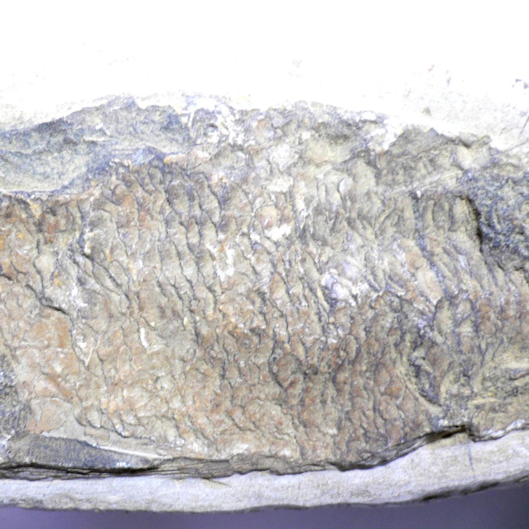 値下げしました！　ブラジル産のレアな古代魚の化石