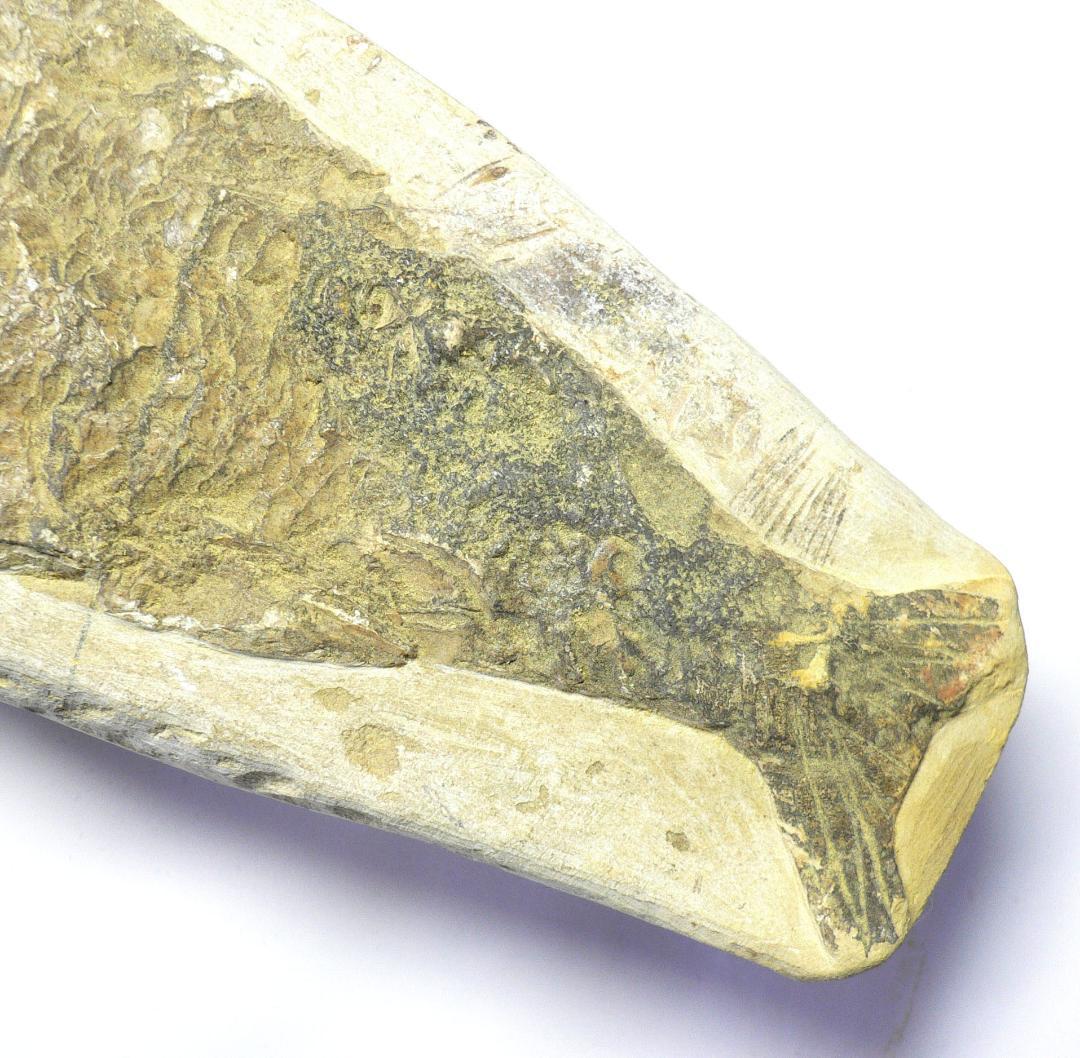 値下げしました！　ブラジル産のレアな古代魚の化石