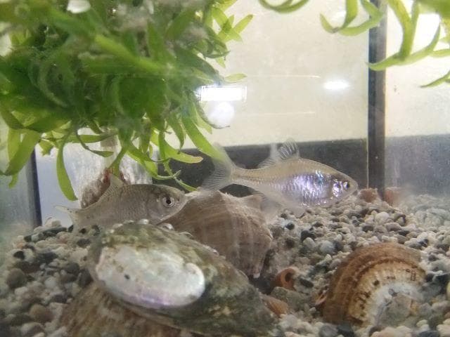 和竿　竹竿　タナゴ竿　古竹矢竹108－Ⅾ2