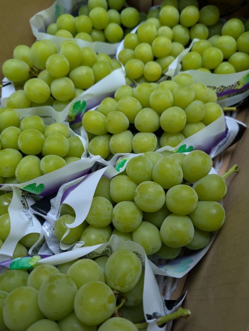 山梨県産ぶどう　共選品シャインマスカット　9房入り箱込み約5.9kg