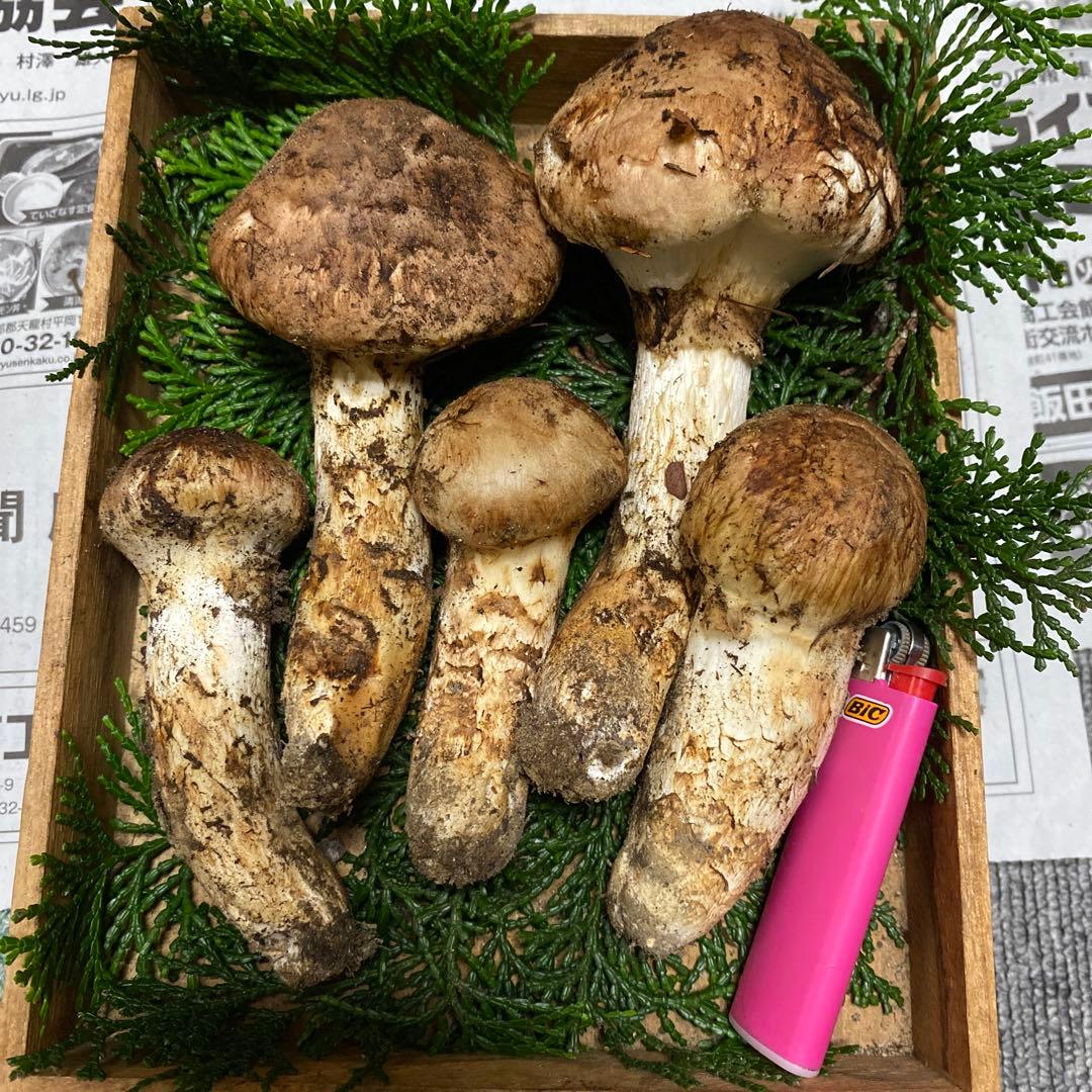 ⑦南信州豊丘産 松茸198ｇ