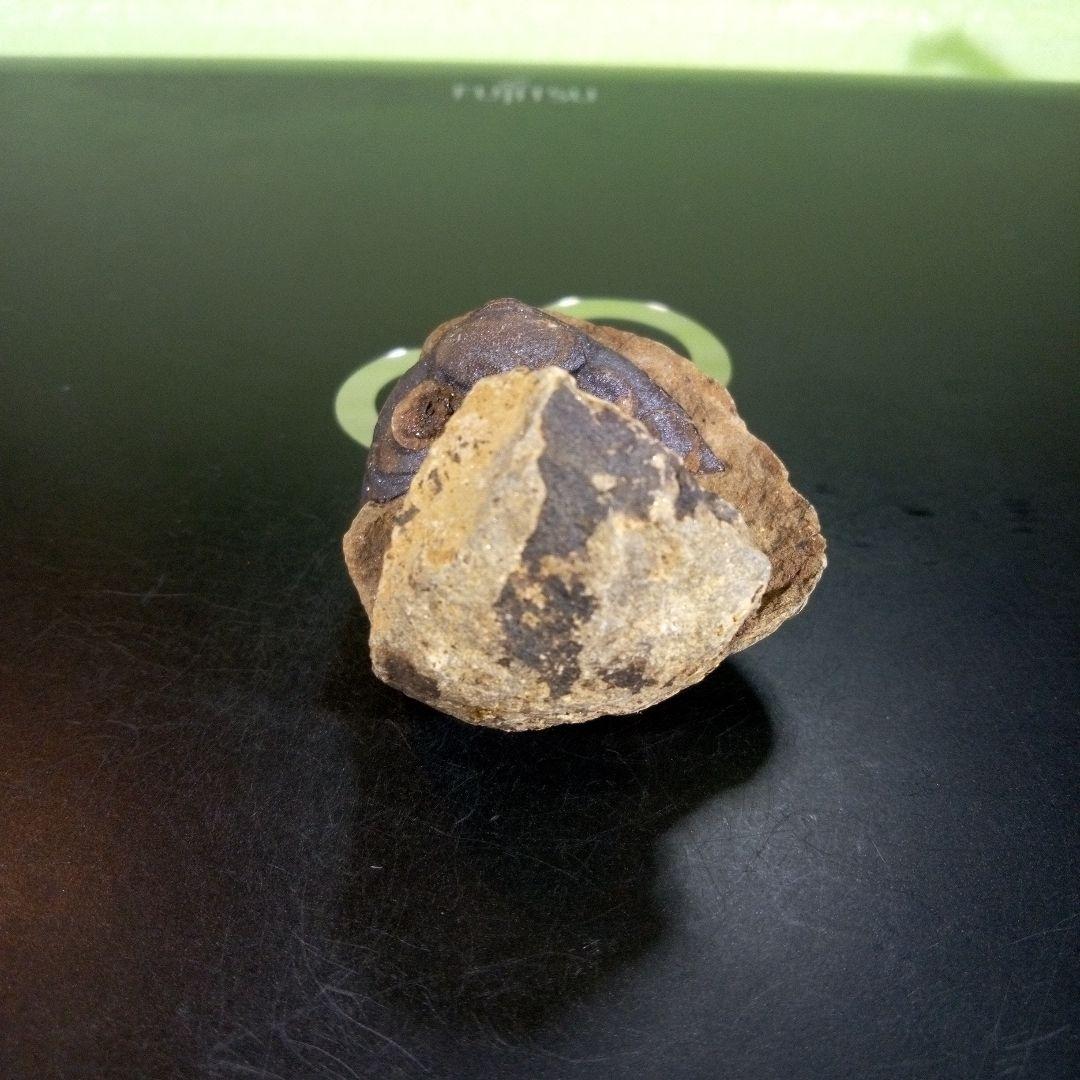 三葉虫　化石　ボリビア産　南アメリカ　trilobite　Bolivia三葉虫⑥