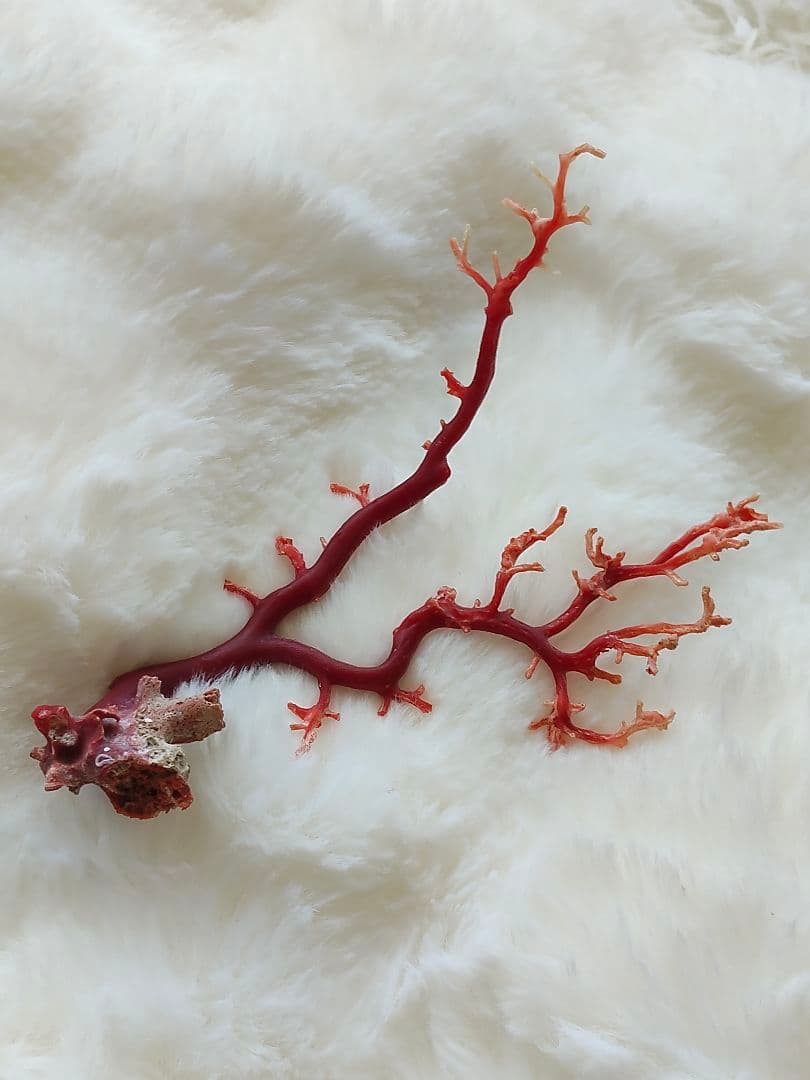 珊瑚　さんご　ヴィンテージ　アンティーク　レトロ　日本　高知県産　土佐沖　原木