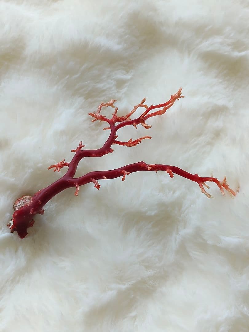 珊瑚　さんご　ヴィンテージ　アンティーク　レトロ　日本　高知県産　土佐沖　原木