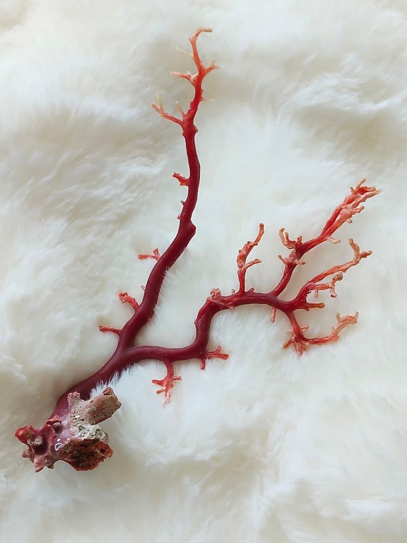 珊瑚　さんご　ヴィンテージ　アンティーク　レトロ　日本　高知県産　土佐沖　原木