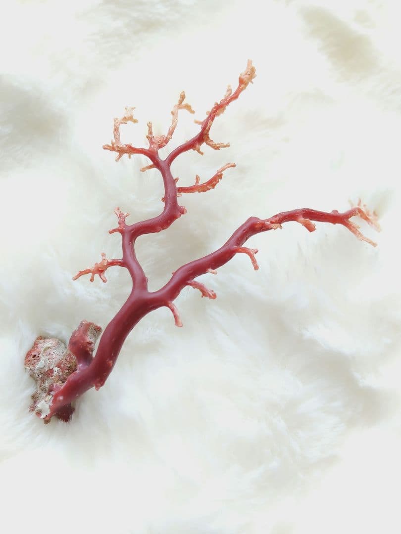 珊瑚　さんご　ヴィンテージ　アンティーク　レトロ　日本　高知県産　土佐沖　原木