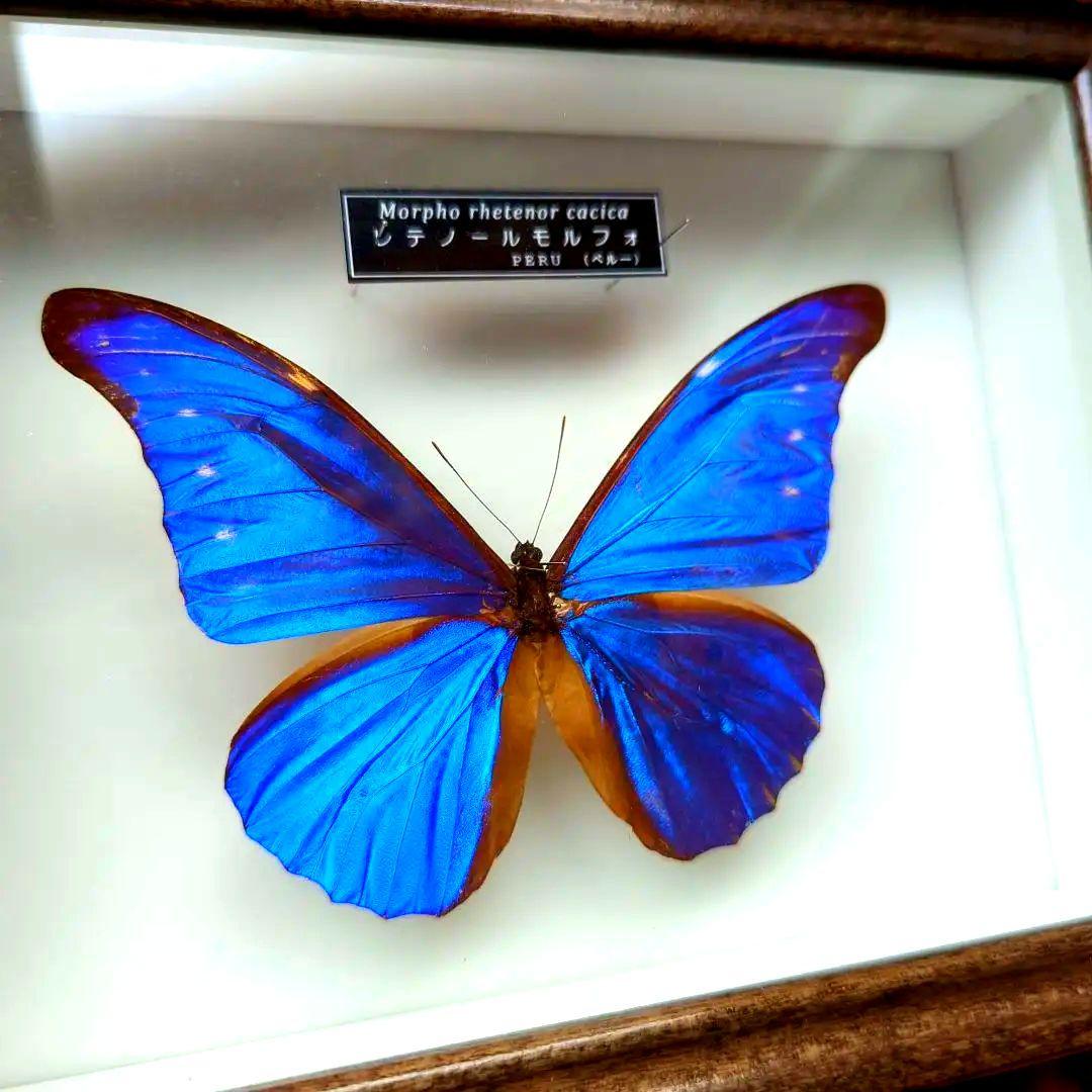 レテノールモルフォ　美麗　青い宝石　蝶　レテノールカキカモルフォ　標本　 美品