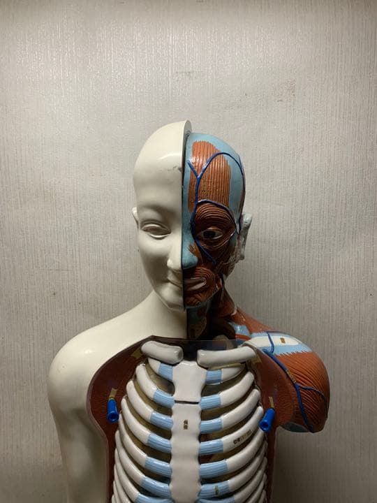 大型　木製　人体模型　標本　臓器　パズル　ディスプレイ　漢方　レトロ