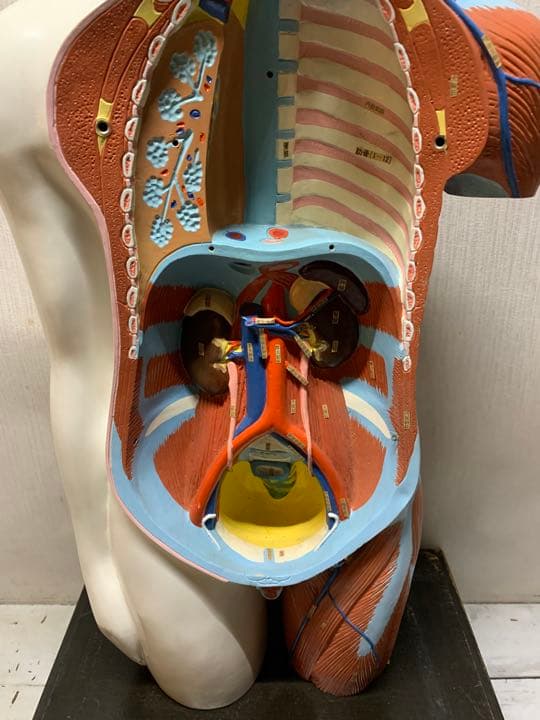 大型　木製　人体模型　標本　臓器　パズル　ディスプレイ　漢方　レトロ