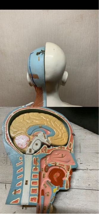 大型　木製　人体模型　標本　臓器　パズル　ディスプレイ　漢方　レトロ