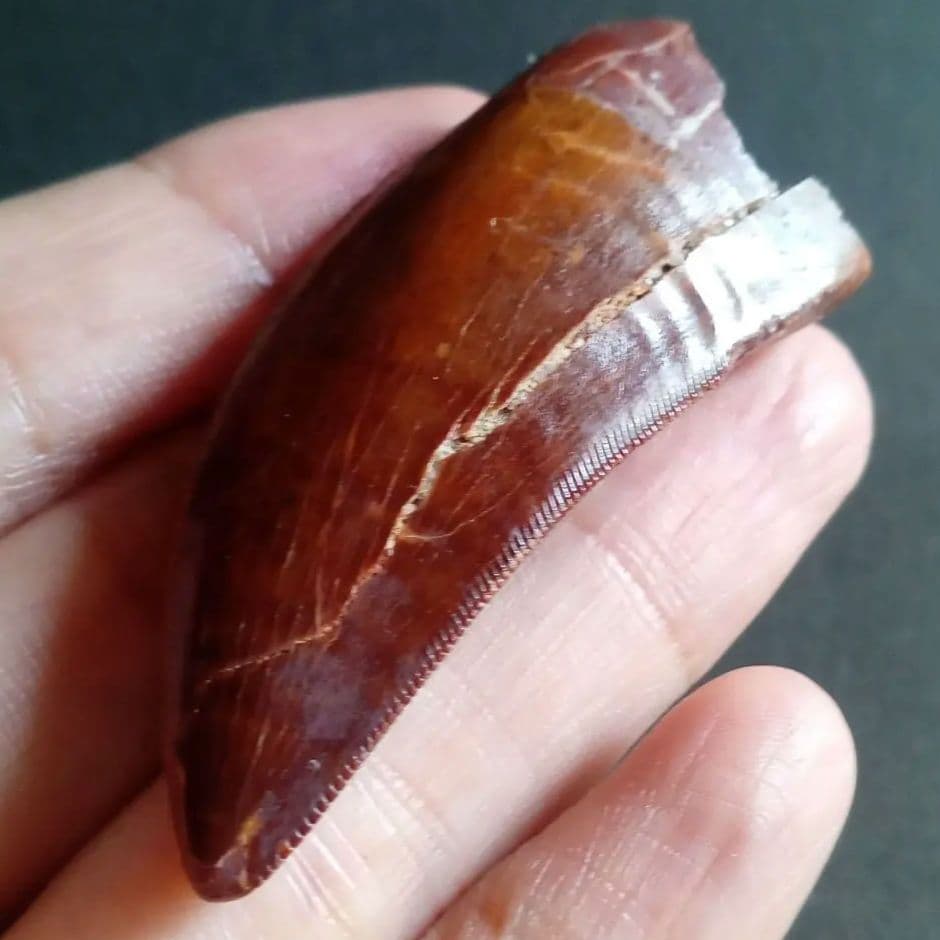 歯化石　恐竜　アフリカ獣脚類　極美麗　高品質標本