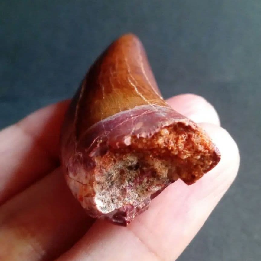 歯化石　恐竜　アフリカ獣脚類　極美麗　高品質標本