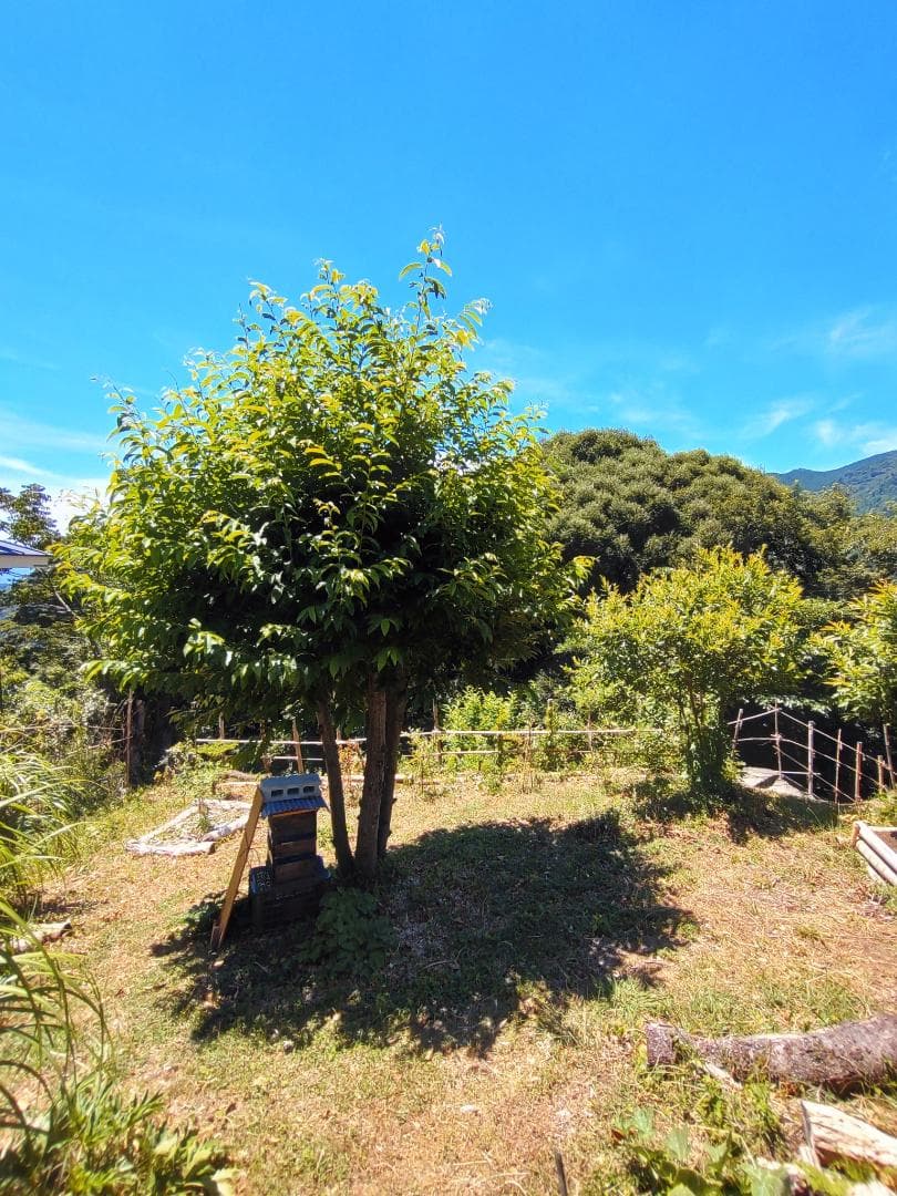 日本蜜蜂重箱式巣箱（自然入居＆営巣実績有・中古）6段・すのこ/底板/蓋/蜜蝋つき