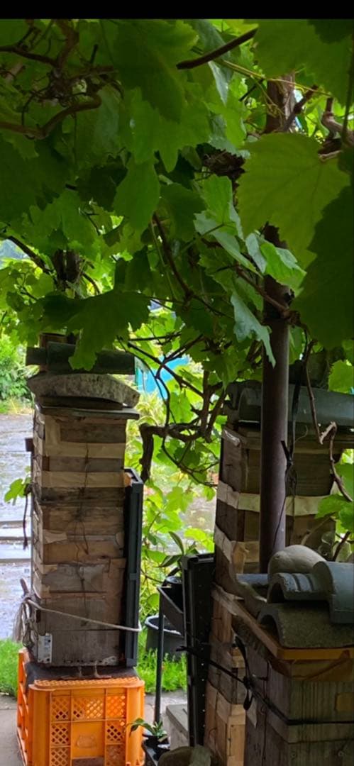 OWHJ 日本蜜蜂の巣蜜(里山の百花蜜無添加コムハニー)2000g