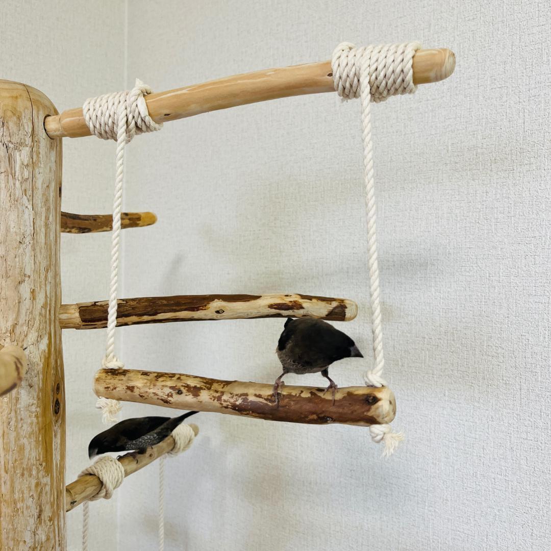 【中型鳥用】ブランコ＆はしごで楽しいバードアスレチック