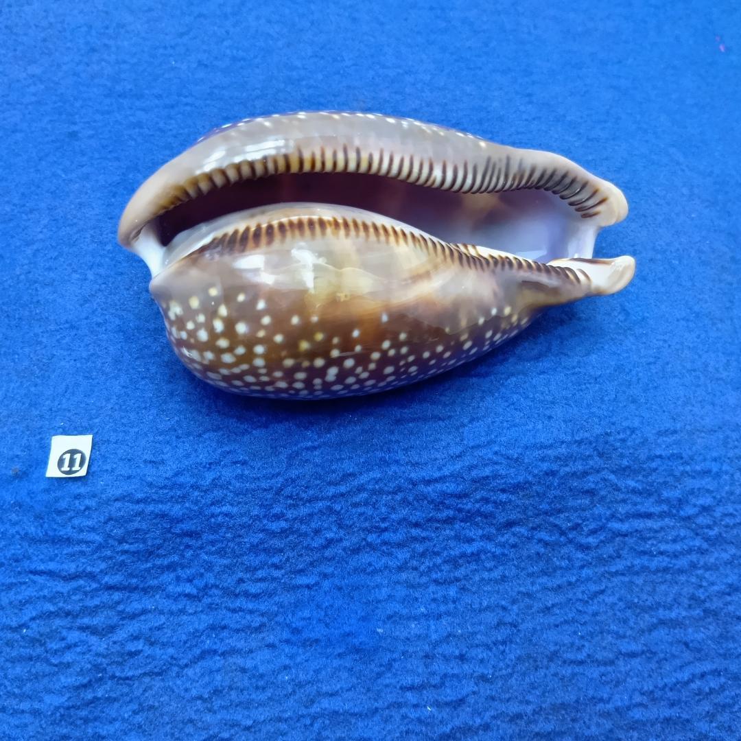 ⓯ -1貝標本シカダカラ