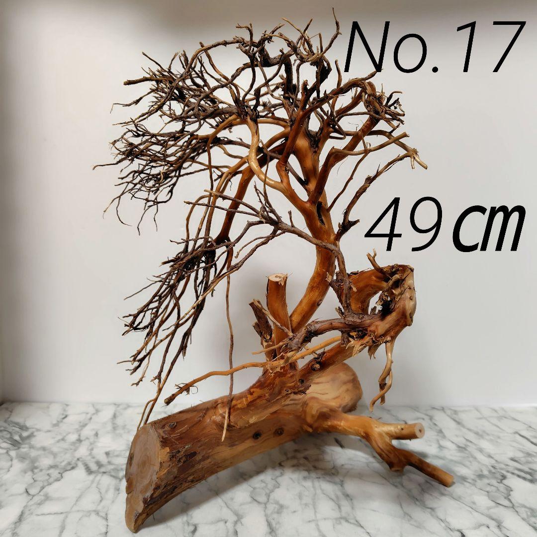 アク抜き済み流木【17】セール