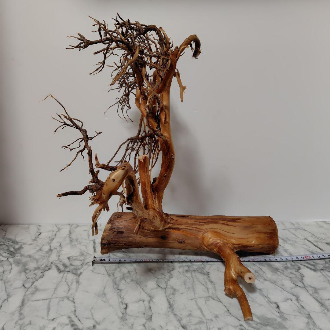 アク抜き済み流木【17】セール