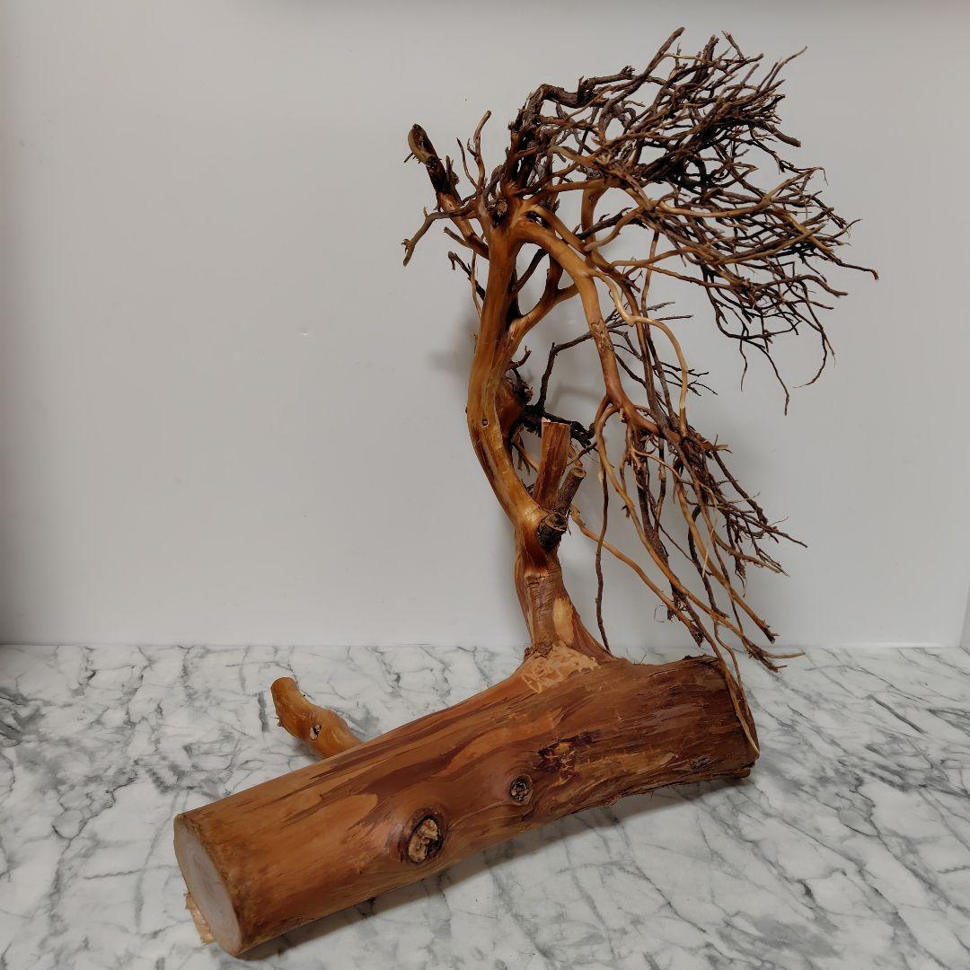 アク抜き済み流木【17】セール