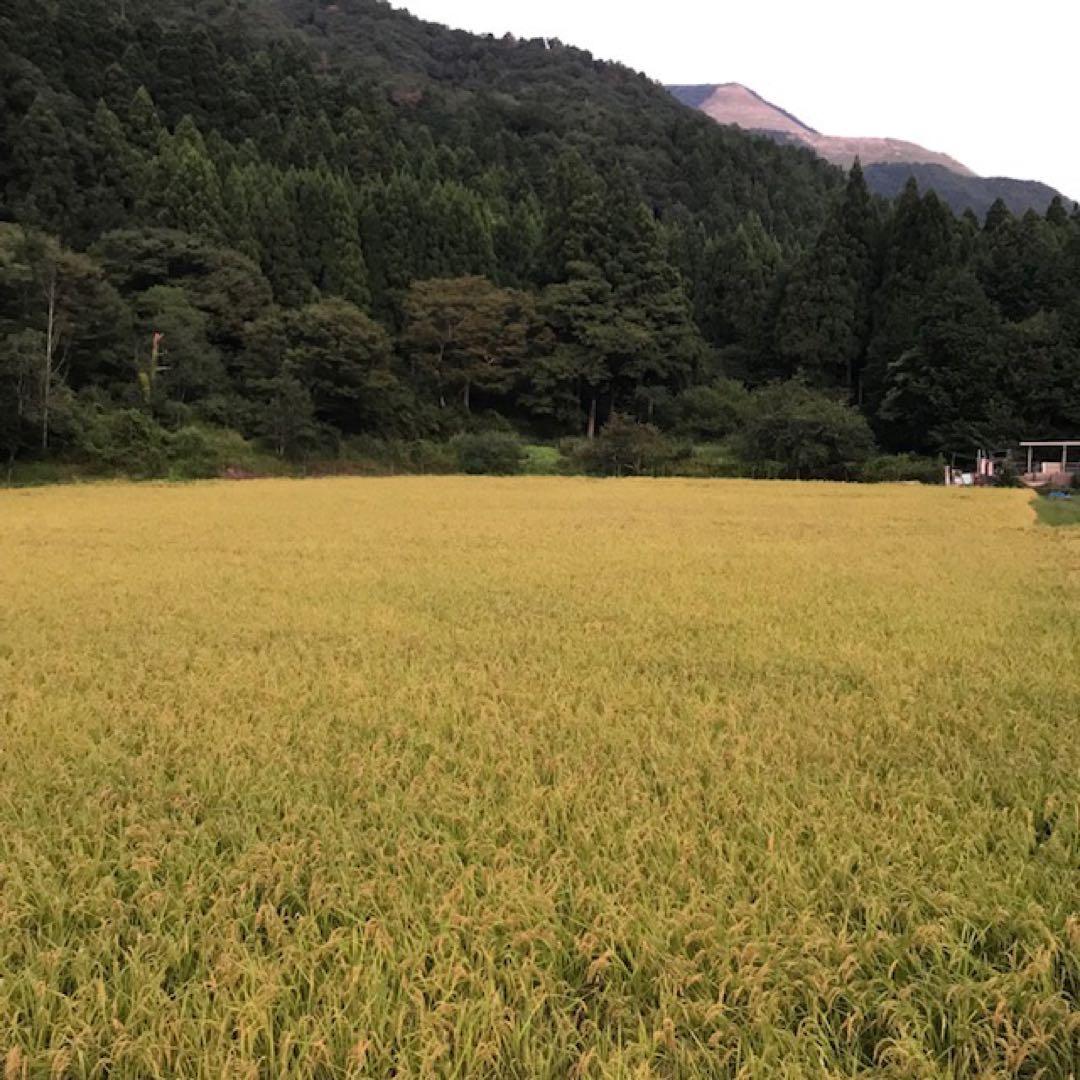 令和七年産 農薬・化学肥料不使用 近江米コシヒカリ オリーブ酵素米玄米２０キロ