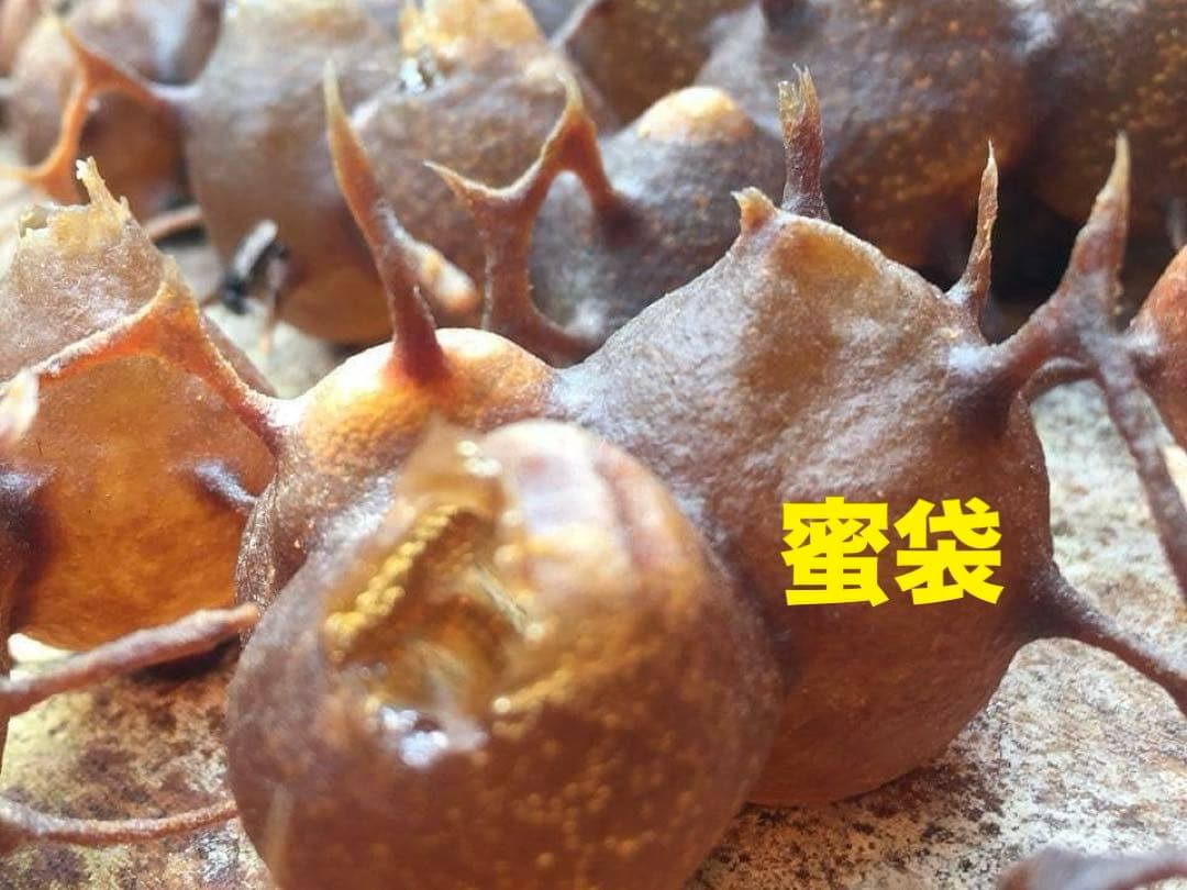 専用 針なしミツバチの蜂蜜(完全非加熱)145g×3本 、アメッドの塩1kg