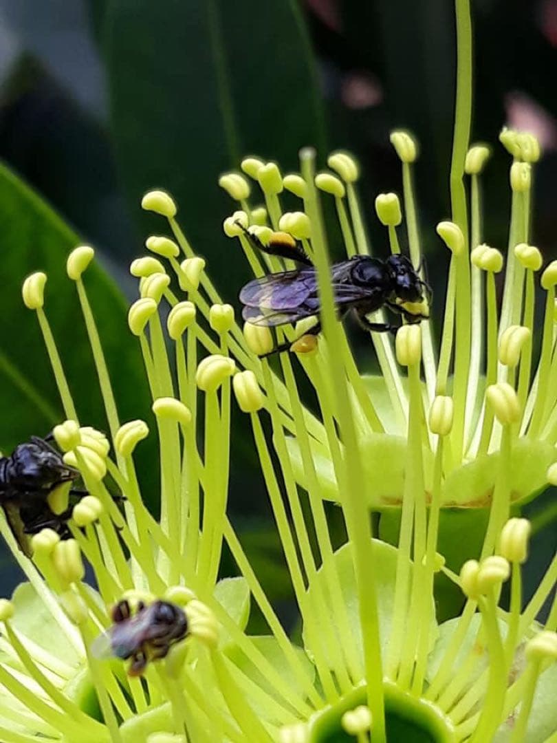 専用 針なしミツバチの蜂蜜(完全非加熱)145g×3本 、アメッドの塩1kg