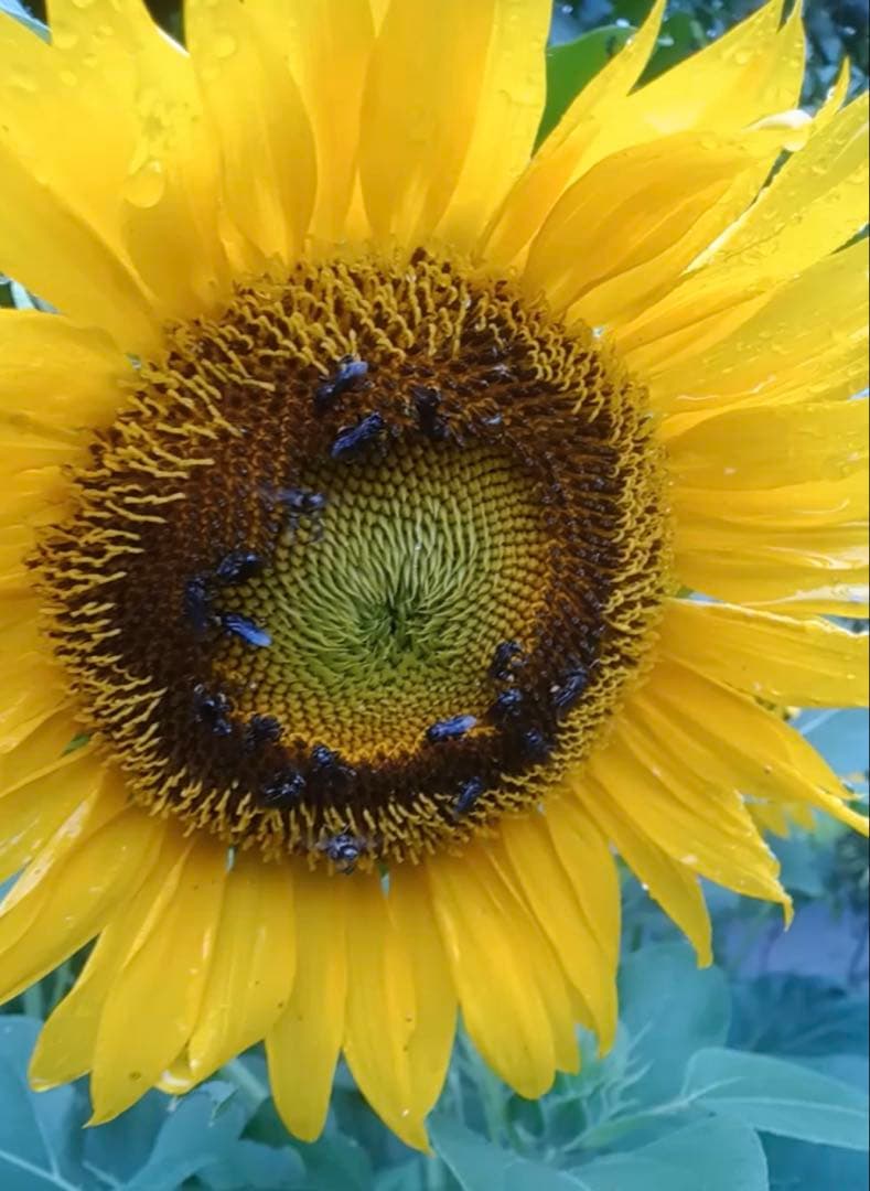 専用 針なしミツバチの蜂蜜(完全非加熱)145g×3本 、アメッドの塩1kg