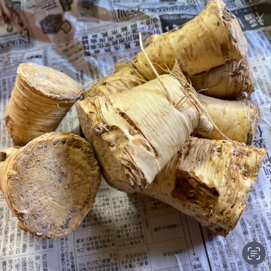 北海道産 山わさび 5kg