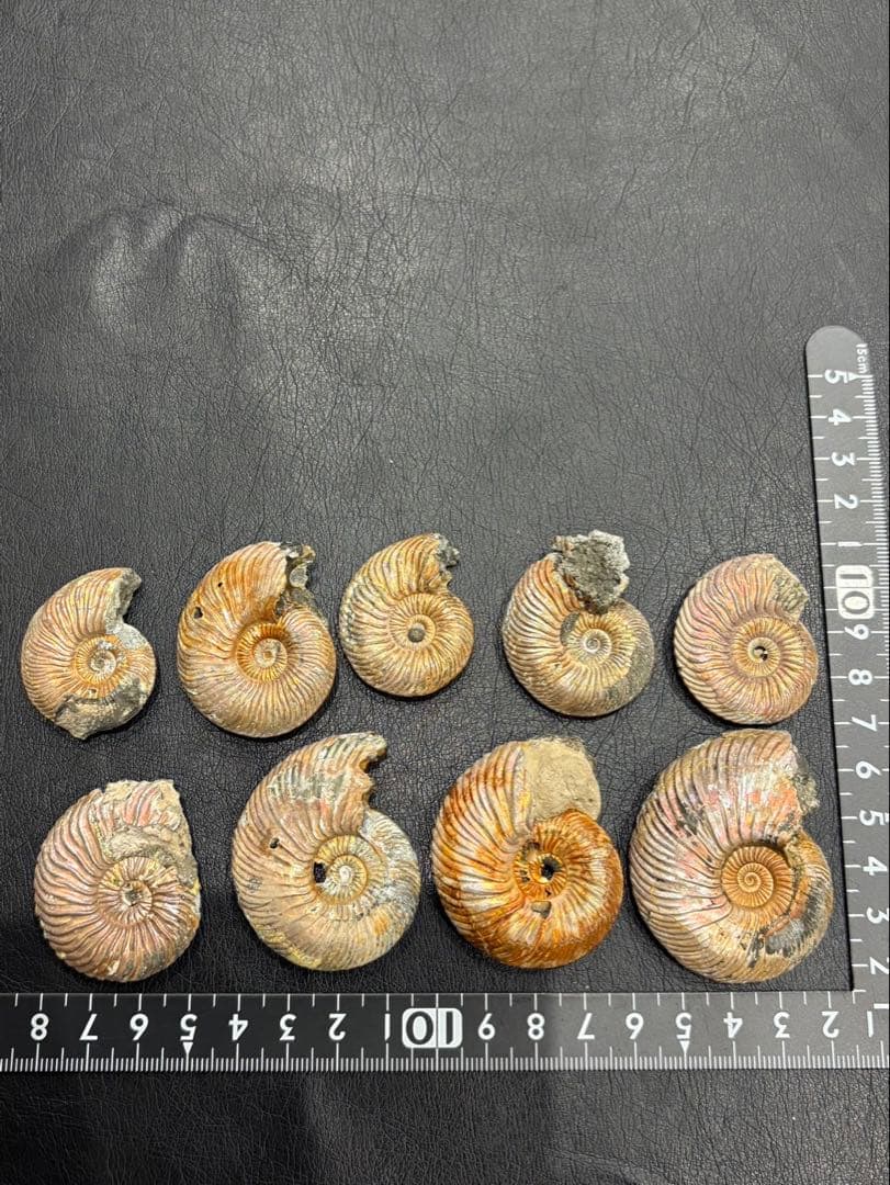 化石　クエンステッドセラス　アンモナイト　まとめ9つ
