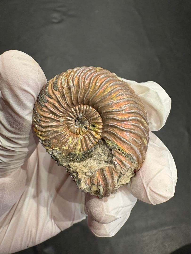 化石　クエンステッドセラス　アンモナイト　まとめ9つ