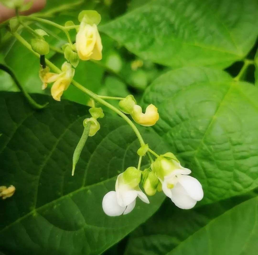 21izumo921 AB品込み6.5㌔