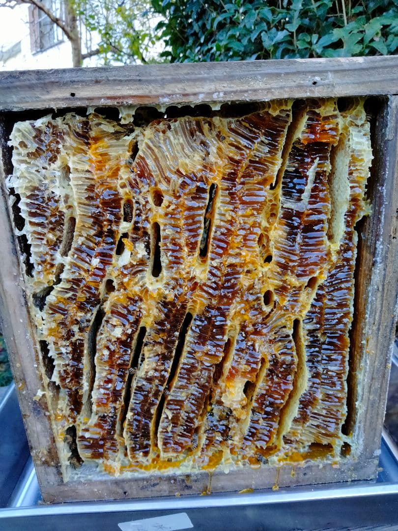 日本蜜蜂　百花蜜　200g×5　天然非加熱　　　ハチミツ　5種の味比べセット 2