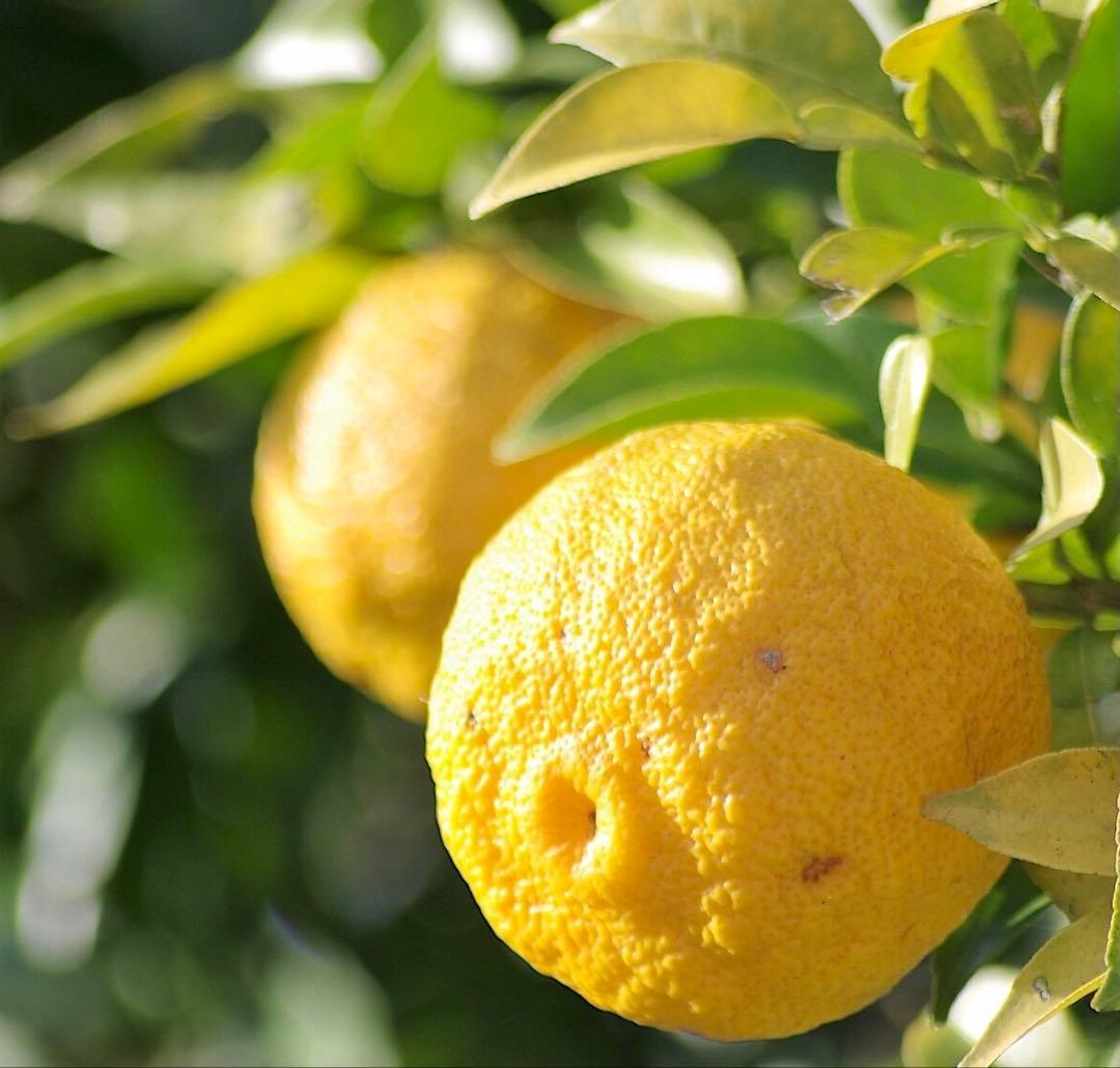 【農家直送】柚子15kg（箱込み） ◎ご家庭用品