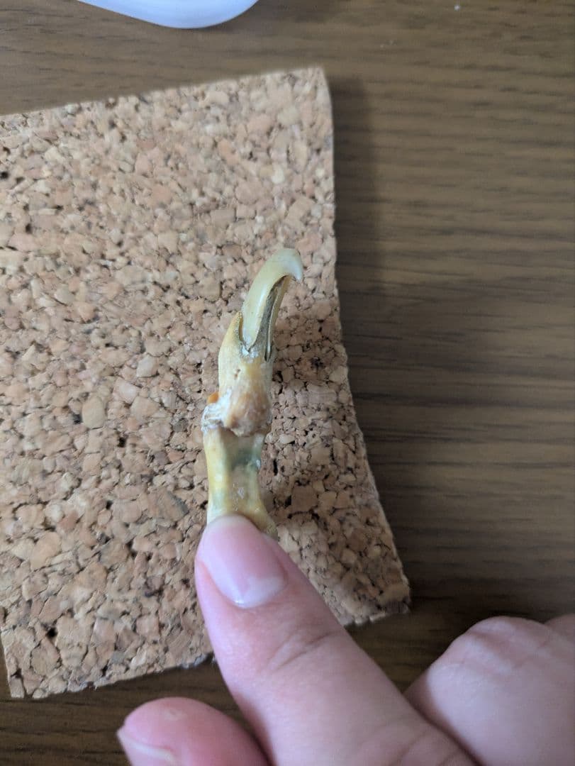 希少！！ヒョウの爪 国際希少野生動植物登録票付き 剥製 骨格標本 頭骨