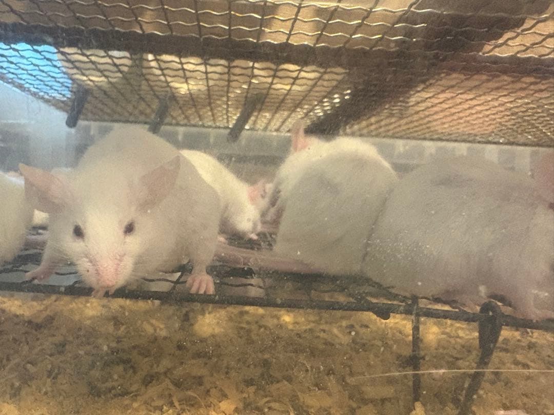 冷凍マウス　50匹　ML