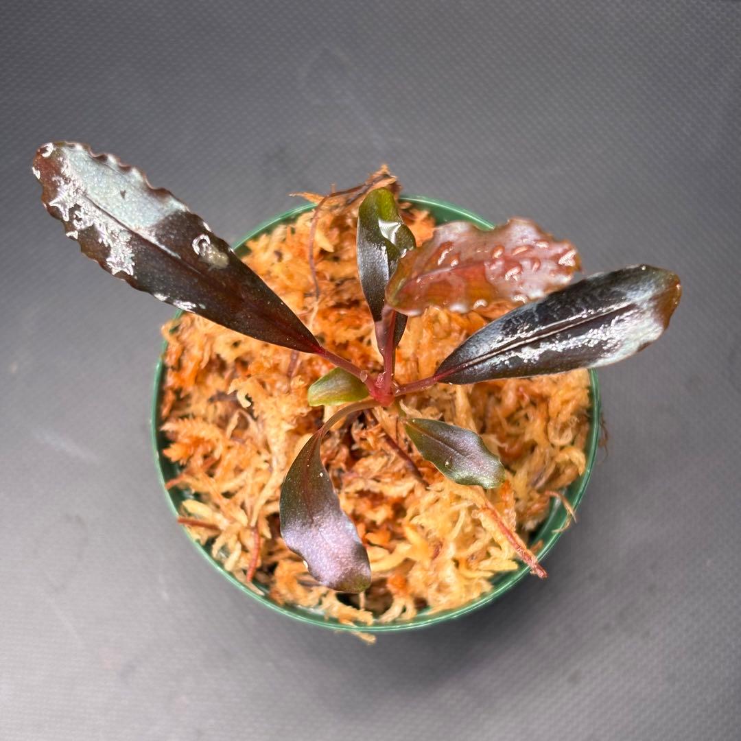 yuki様　検討用　ブセファランドラ sp. ブラウニーゴースト ナカモト