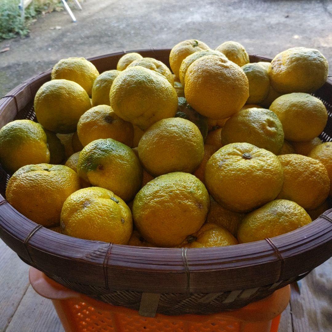 ゆず２０kg。鍋料理、水炊き、ポン酢、ゆず胡椒、ゆず味噌、柚子ジャム、ゆず湯