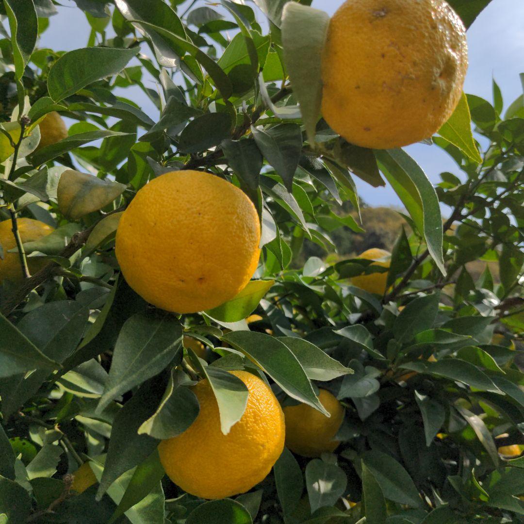 ゆず２０kg。鍋料理、水炊き、ポン酢、ゆず胡椒、ゆず味噌、柚子ジャム、ゆず湯