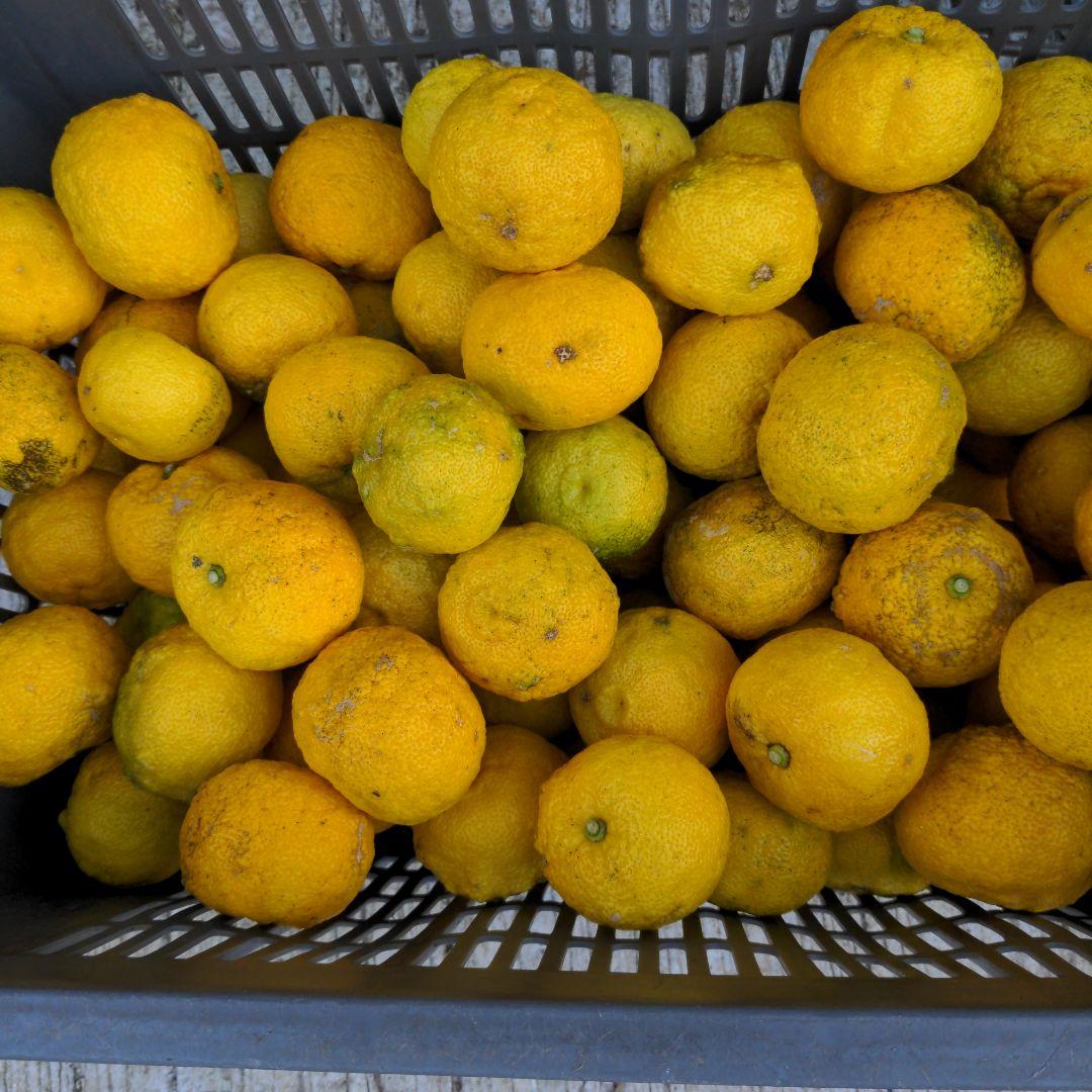 ゆず２０kg。鍋料理、水炊き、ポン酢、ゆず胡椒、ゆず味噌、柚子ジャム、ゆず湯