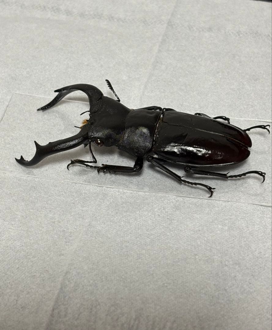 ※希少大型　ムニスゼッチフタマタクワガタ♂ 標本