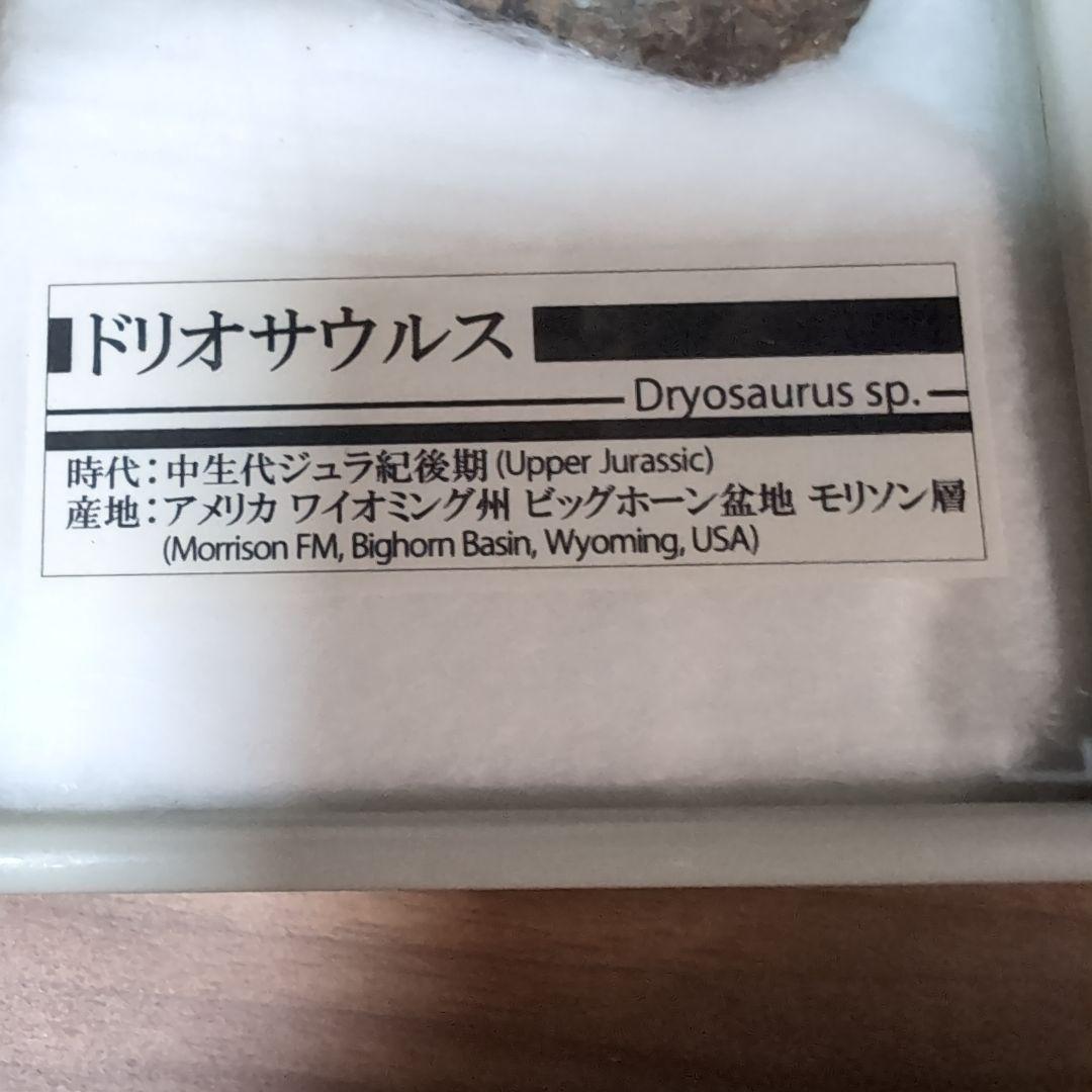 本物　恐竜　ドリオサウルスの肋骨化石　ワイオミング　ラベルケース付き