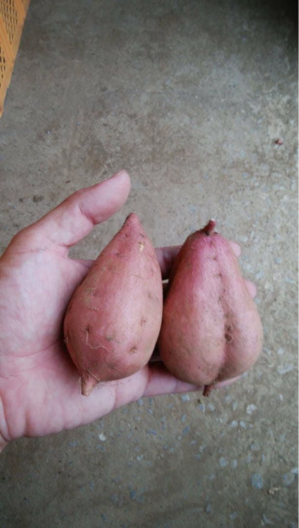 ひかる　種子島産安納芋（安納紅）MSサイズ20キロ