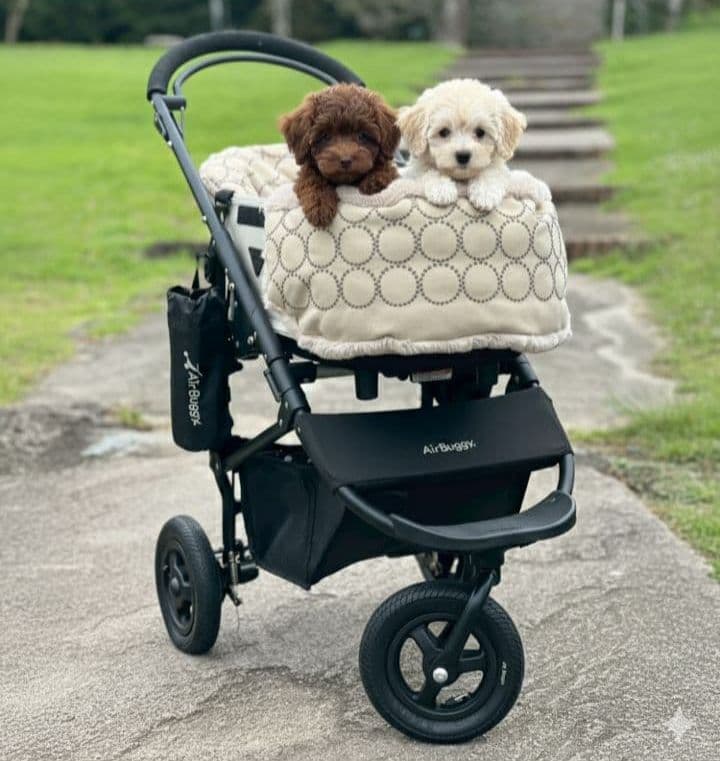 ❤３点セット❤ペットカートコンフォーター＆ライナー＆ピロー　エクリュ✕グレー