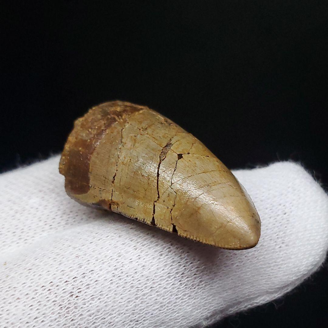 博物館級 メガロサウルス 恐竜 歯 化石 本物 29.36mm fr69