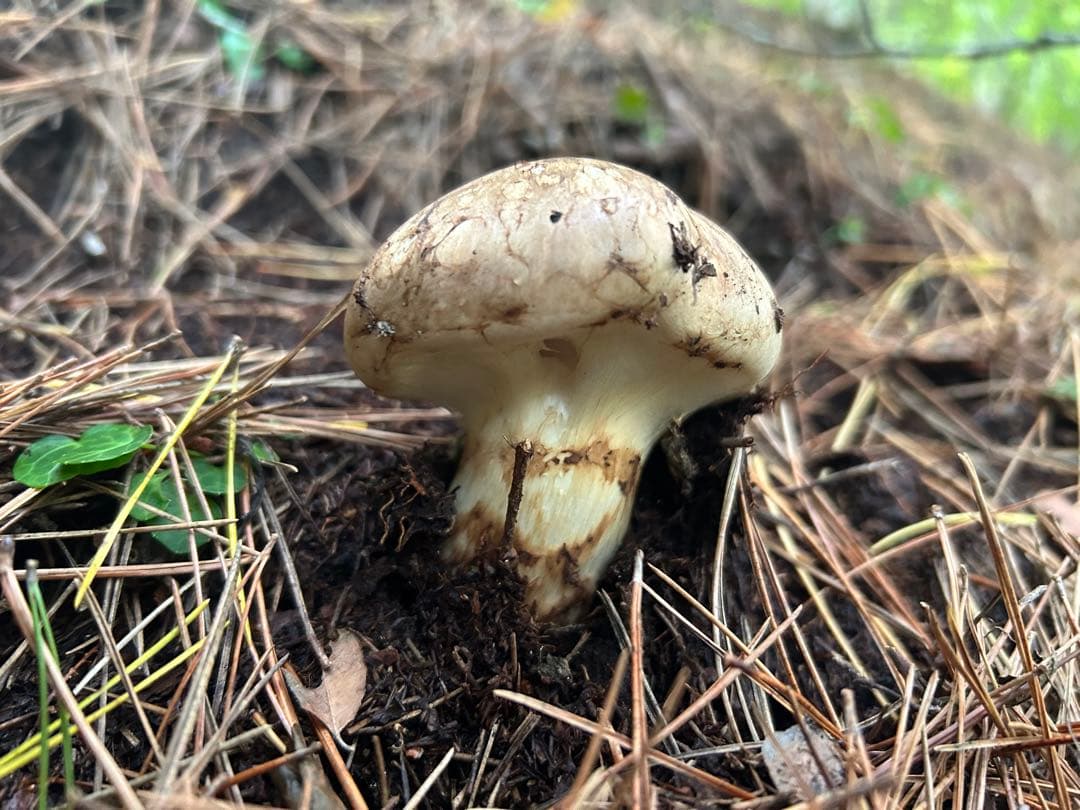 岩手県産松茸134ｇ！！