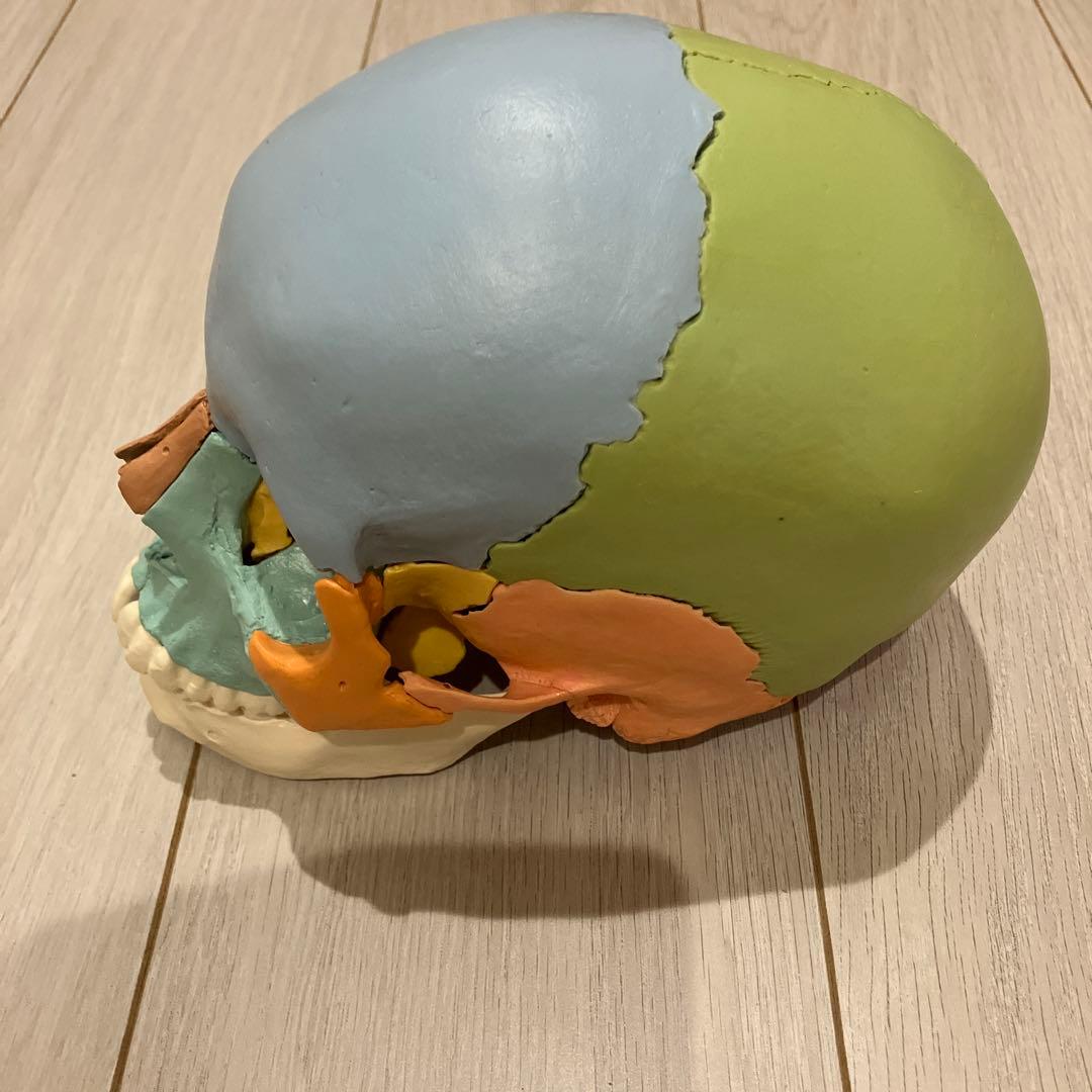 3B 頭蓋骨模型　 22分解可能 カラー　パンフレット付き