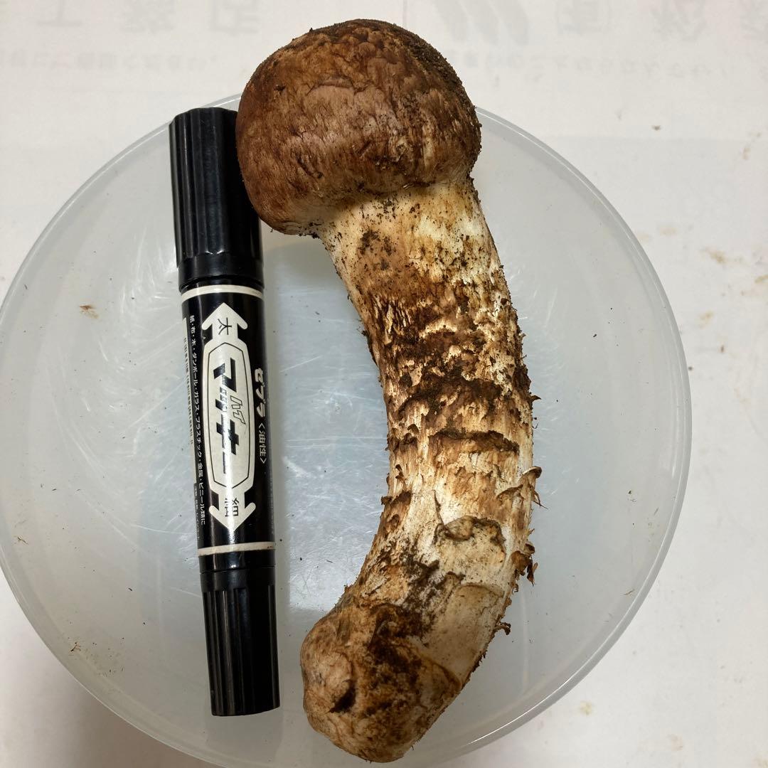 岩手県産　松茸　１本(130g)