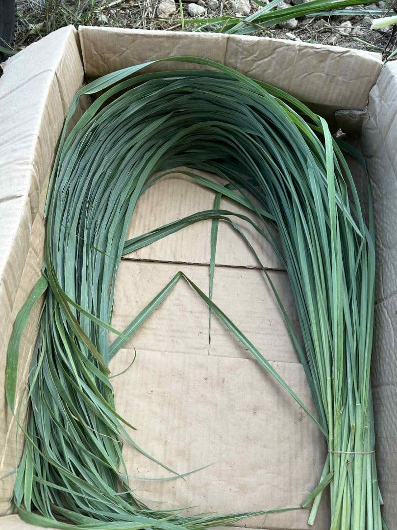 完全無農薬レモングラスの葉 10キログラム