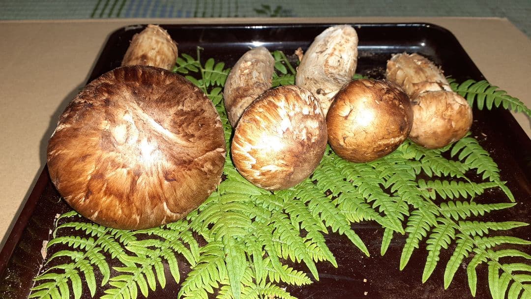 岩手県産松茸 10月11日昼取れ 松茸ご飯におすすめ(送料込み)冷蔵管理