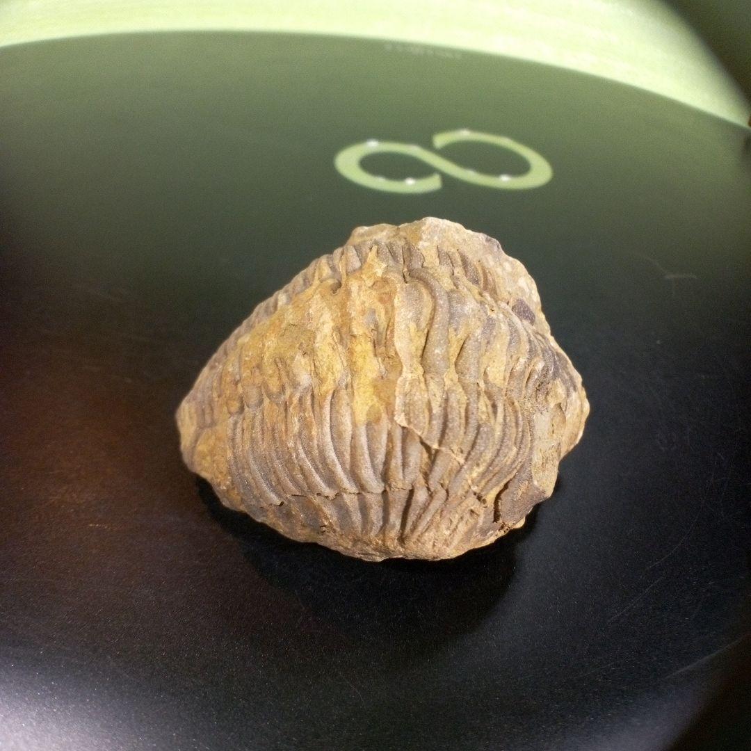 三葉虫　化石　fossil　ボリビア産　trilobite　海生動物識別④